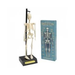 Anatomical Skeleton Model